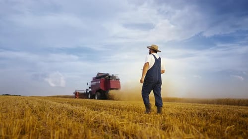 Picturesque Landscape in Farmland Harvesting in Gold Wheat Field Agriculture Professional Farmer