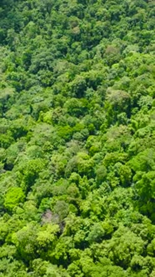 Tropical Landscape with Mountains and Jungle in Philippines