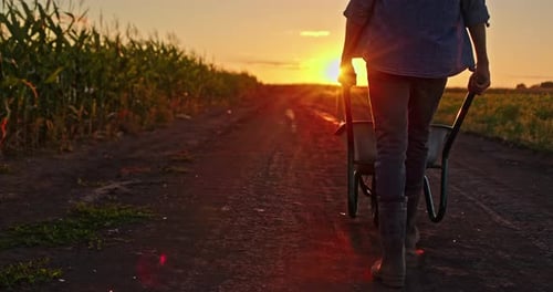 Ein Bauer läuft bei Sonnenuntergang auf einer unbefestigten Straße und schiebt eine Schubkarre neben ein Kornfeld