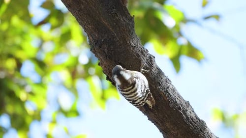 Bird on Tree Branch on a Sunny Day