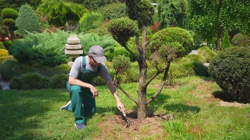 a Male Gardener in Uniform Takes Care of a Tree in a Japanese Garden Park Wide View