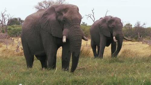 A Pair of Adult Elephants Eating Grass in Unison.
