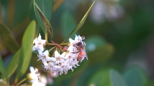 The beauty of flora and fauna during the spring season, a buzzing pollinator honey bee, apis mellife