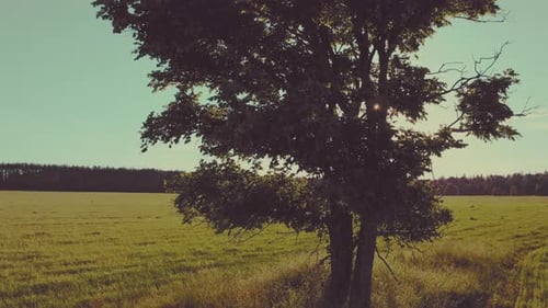 Flight near the lonely tree in a green summer field during sunset