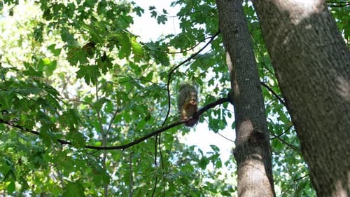 Eichhörnchen springt zwischen Ästen in einer leuchtend grünen Waldszene