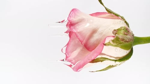 Transparent Cosmetic Gel Fluid Dripping of Oil with Rose On A White Background Production CloseUp