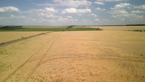 Wheat field aerial view in Ukraine