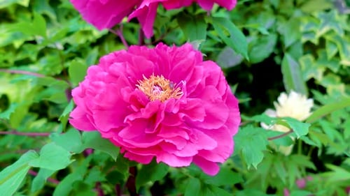 Pink Flower Bee Collecting Pollen Close-up