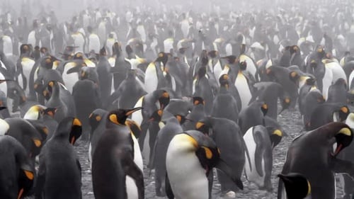 KIng penguins Colony