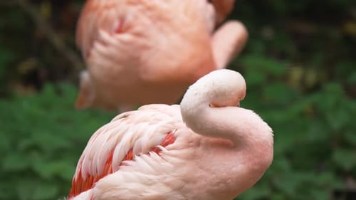 Flamant rose au cou courbé gracieusement tout en lissant ses plumes, oiseau rose au plumage doux