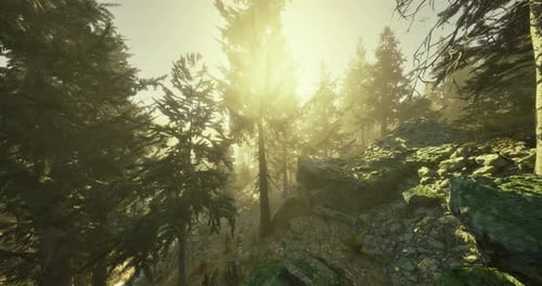 Sunlight Filtering Through Trees in a Serene Forest at Dawn