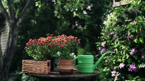 Potted Flowering Plants and Watering Can on Garden Table