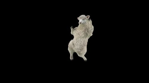 Realistic White Sheep Standing and Dancing Animation