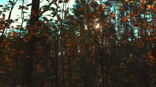 Sunlight shining through the trees in the forest