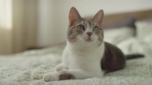 Alert Cat Lying on a Cozy Bed
