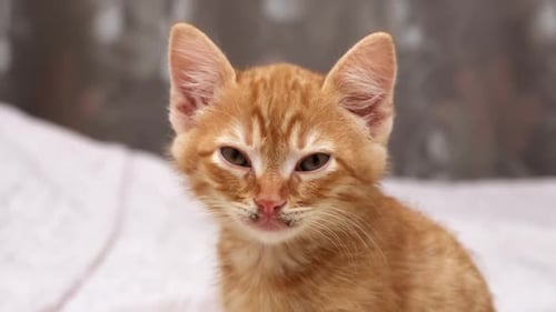 Adorable Orange Tabby Kitten Close-Up