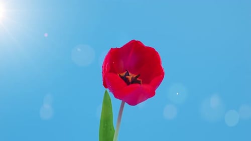 Red Tulip Blooming Against a Blue Sky