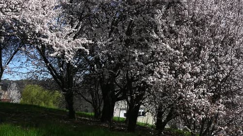 Spring cherry trees in bloom near residential area
