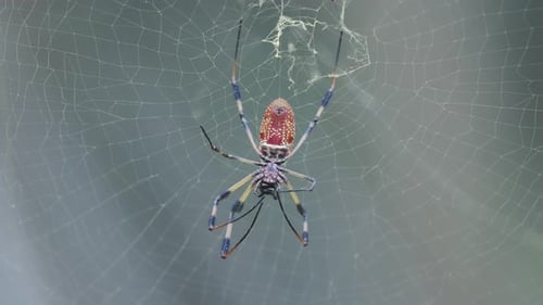Golden Silk Orb Weaver on Web