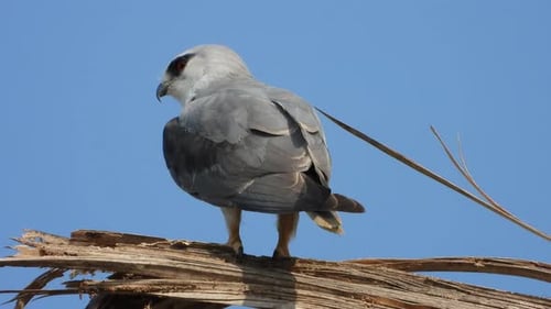 Elegant Bird of Prey Perched on a Branch