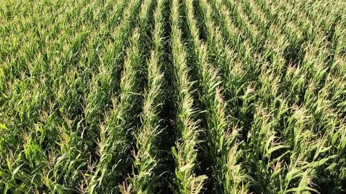 Aerial View Of Cornfield
