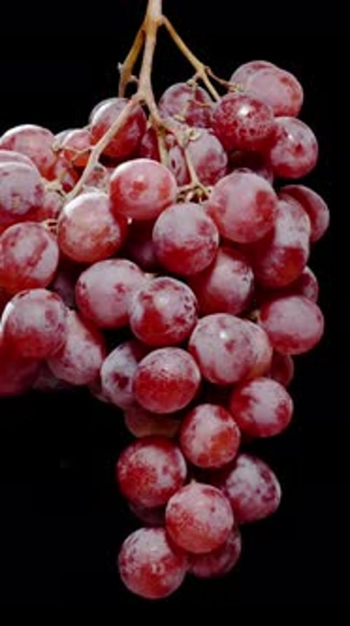 Vertical video. A Red Grapevine Spins on a Black Background, a Hand from Below Plucks One Berry.