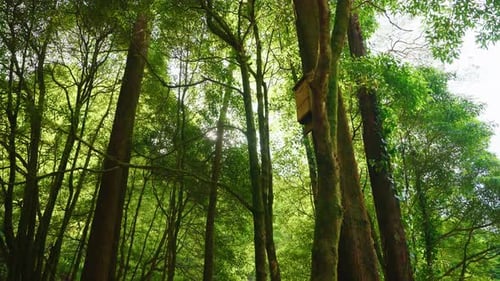 Cinematic shot of green lush vegetation in the forest. Sunny day.
Sunshine coming through the foliag