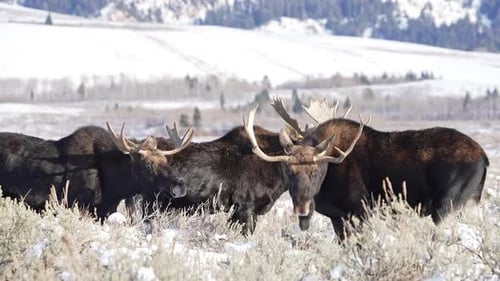 Bull Moose in snow covered field in Wyoming during winter