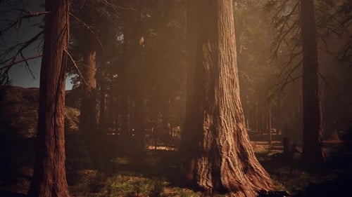 A Dense and Majestic Forest with Towering Trees Reaching for the Sky