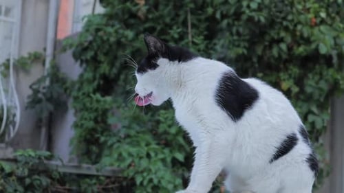Black and White Cat Grooming Itself Outdoors