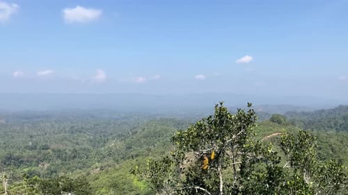 natural mountain forest