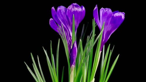 Wunderschöner Zeitraffer mit wachsender und sich öffnender violetter Krokusblüte