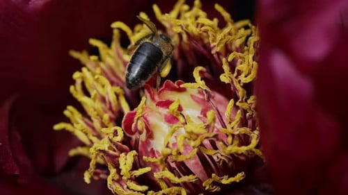 Honeybee Sitting Gathering Pollen From Pink Peony Flower at Spring Macro View