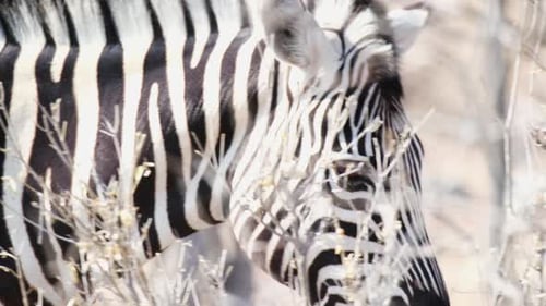 Close Up Of African Zebra Walking Behind The Bushes In The Savannah.