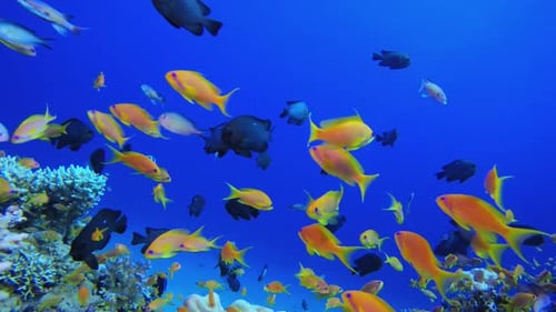 Vibrant Coral Reef with Tropical Fish Swimming