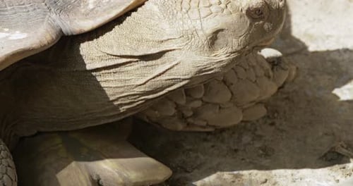 Close Up of a Tortoise