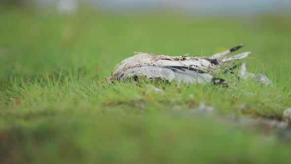 Decaying bird carcass on the lush green grass, Nature Stock Footage ft ...
