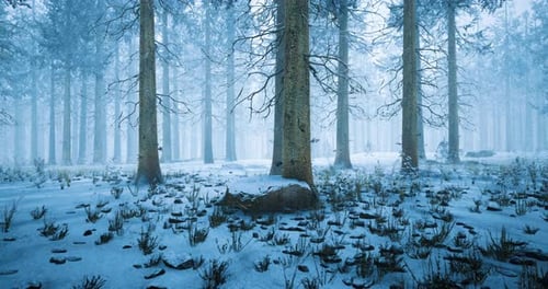 Snow Covered Forest with Tall Trees During Winter in Serene Setting