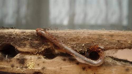 Mold and Mildew on an Old Wooden Clothespin