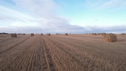 Field With Haystacks At Sunset