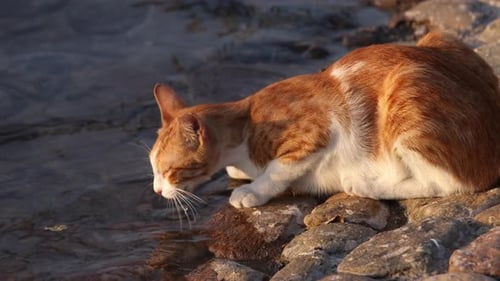 Ginger Cat Licking Water From the Lake in Abu Dhabi