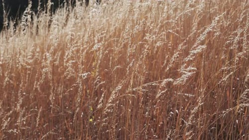 Wild Grass Blowing in the Wind