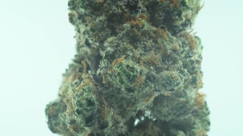 Makro-Nahaufnahme einer Marihuana Sativa Super Lemon Amnesia Haze-Blume, gelb, grün und lila