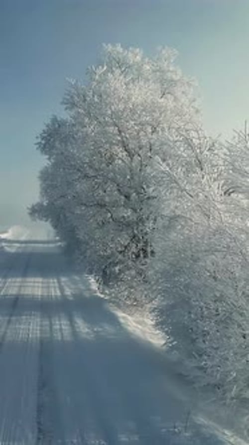 Les arbres couverts de neige scintillent sous un ciel d'hiver radieux par un matin glacial paisible