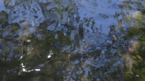 l'eau ondule dans une rivière peu profonde avec le reflet des arbres.