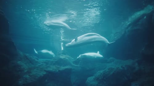 Beluga whales in an aquarium swimming and playing with one another