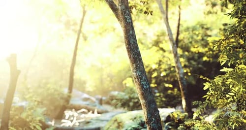 Sunlight Filtering Through Trees in a Serene Forest During Morning Hours