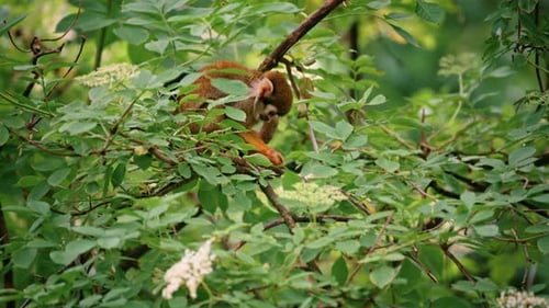 Common squirrel monkey feeding on a tree