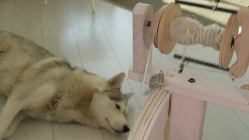 Un chien husky dort en arrière-plan alors qu'un rouet moderne fait tourner du fil