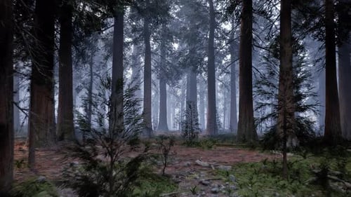 Redwood Foggy Forest